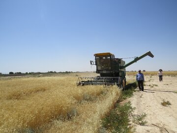 برداشت گندم درابرکوه