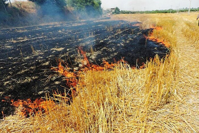 سوزاندن عمدی کاه و کلش مزارع ۲ سال حبس به همراه دارد