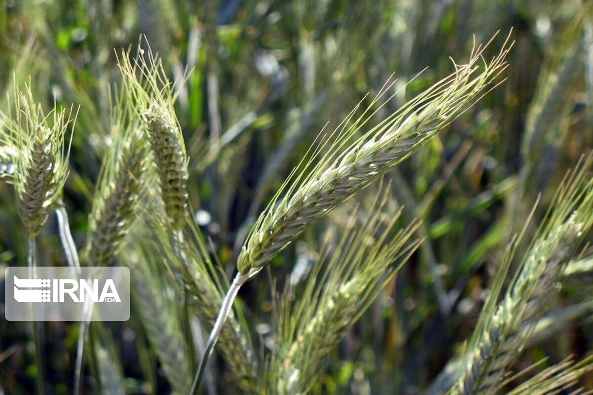 تولید بذر در جنوب استان کرمان آغاز شد