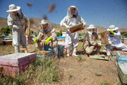 بیش از ۲ هزار زنبوردار حرفه‌ای در کردستان فعالیت می‌کنند