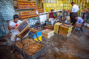 خانواده کارآفرین کرمانشاهی؛ تولیدکنندگانی که ۱۰ کندوی زنبور عسل را ۲۰۰ برابر کردند