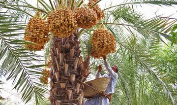 اکسیر بازیافت جوانی در بلوچستان