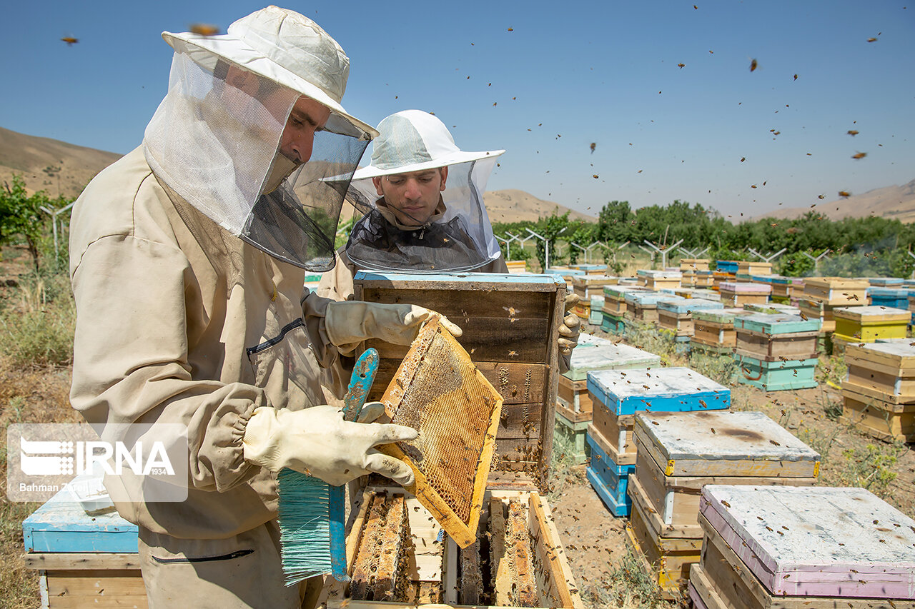 27 درصد عسل کشور در آذربایجان‌غربی تولید می‌شود