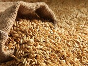 کشف ۱۴۱تن گندم قاچاق در زنجان