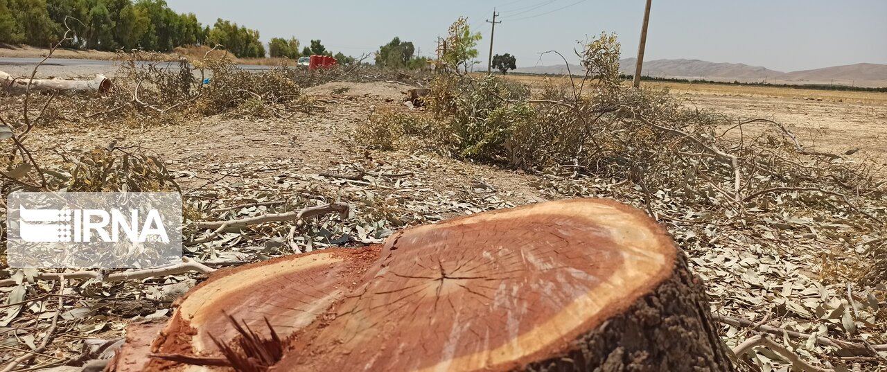 اعتراض دوست‌داران محیط زیست به قطع درختان اکالیپتوس در حوالی شهر قلعه‌تل