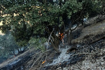 آتش سوزی در منطقه تنک حمام ایلام
