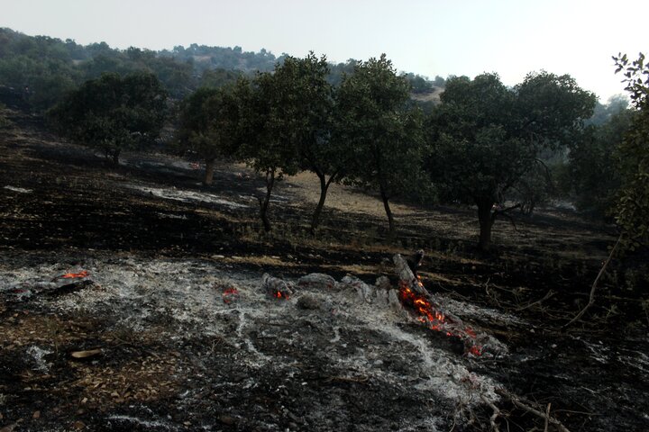 ۳۵ فقره آتش‌سوزی در عرصه‌های طبیعی ایلام مهار شد