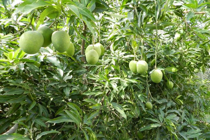 نیکشهر؛ کانون در حال جهش کشاورزی، دامداری و صنایع وابسته + فیلم