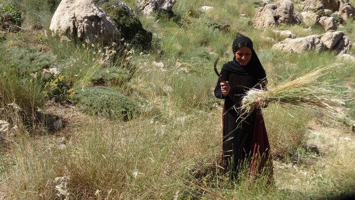 برداشت جارو  سنتی در مناطق عشایری کهگیلویه وبویراحمد