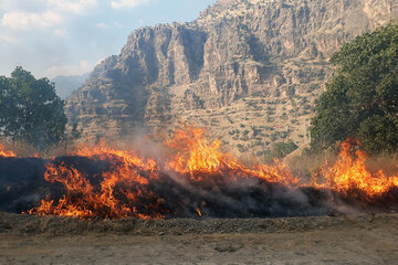 سه هزار و ۵۰۰ هکتار از مراتع بوزین و مرخیل پاوه در آتش سوخت