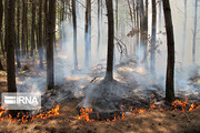 ۲ هزار و ۵۰۰ اصله درخت ارتفاعات کوه شب لارستان در آتش سوخت