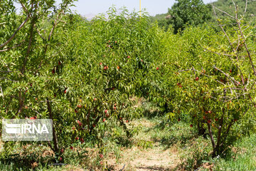 La récolte de pêche dans les jardins de Saman