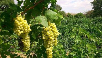 طرح تولید انگور گواهی شده در شهرستان تاکستان اجرا می‌شود
