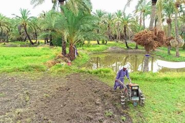 کشت برنج در 850 هکتار از مزارع کشاورزی نیکشهر