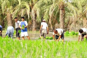 کشت برنج در 850 هکتار از مزارع کشاورزی نیکشهر