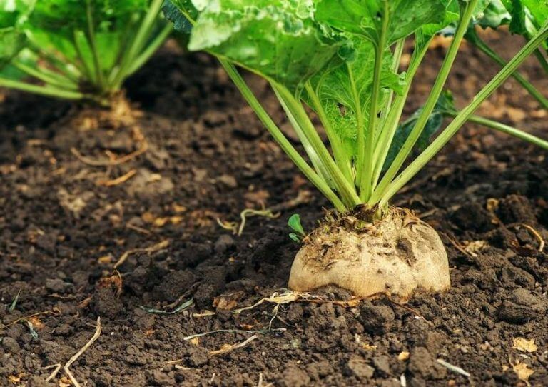 کاهش وابستگی به شکر با جهش تولید چغندرقند در خراسان رضوی