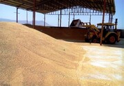 آغاز برداشت ۶۳۰ هزار تن گندم در مزارع آذربایجان‌غربی