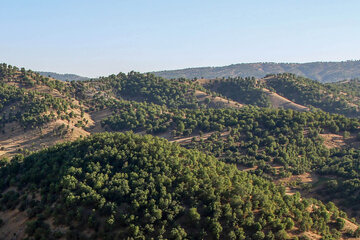 پوشش جنگلی روستاهای ناوه و نیزه‌رود