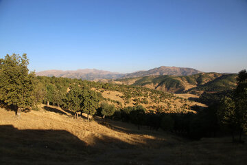 پوشش جنگلی روستاهای ناوه و نیزه‌رود