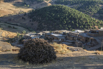 پوشش جنگلی روستاهای ناوه و نیزه‌رود