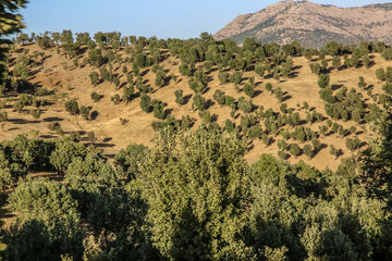 پوشش جنگلی روستاهای ناوه و نیزه‌رود