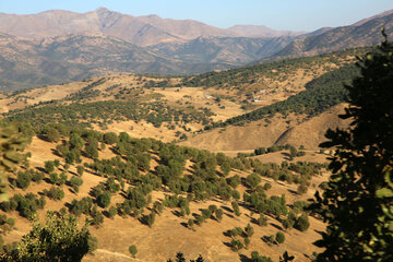 پوشش جنگلی روستاهای ناوه و نیزه‌رود