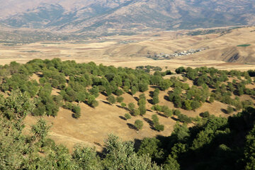 پوشش جنگلی روستاهای ناوه و نیزه‌رود