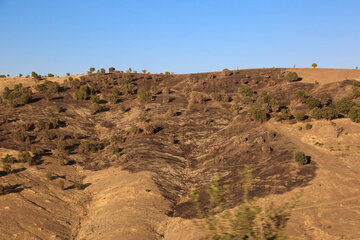 پوشش جنگلی روستاهای ناوه و نیزه‌رود