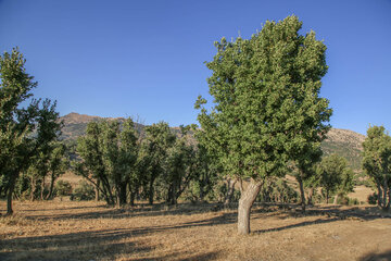 پوشش جنگلی روستاهای ناوه و نیزه‌رود