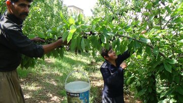 برداشت گیلاس در سروآباد