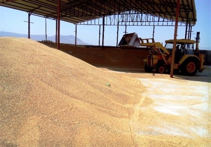 خرید تضمینی بیش از ۱۰۰ هزار تن گندم از کشاورزان قزوینی