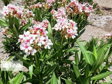 طبیعت روستای هلیله ای ریگان