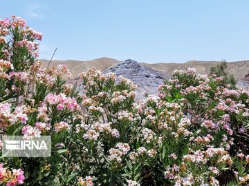 طبیعت روستای هلیله ای ریگان