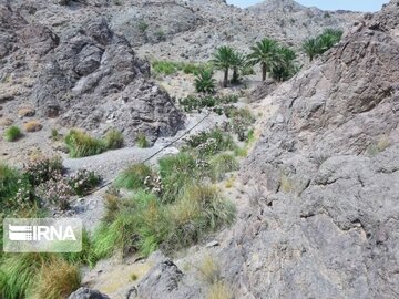 طبیعت روستای هلیله ای ریگان