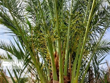 طبیعت روستای هلیله ای ریگان