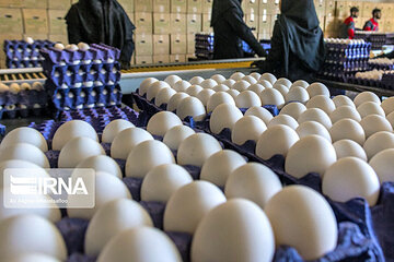  افزایش ۴۸ درصدی تولید تخم مرغ در گلستان و چند خبر کوتاه