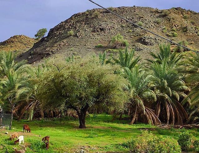 روستای کوهشاه ریگان نگینی در دل کویر  