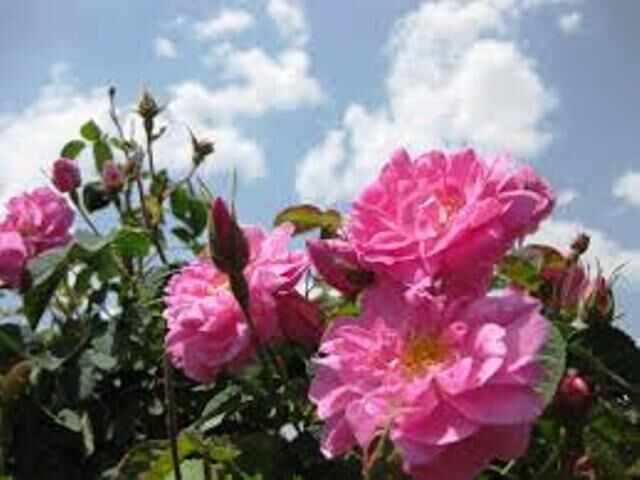 ۱۵۰ تن گل‌محمدی در جلگه‌رخ خراسان رضوی برداشت شد
