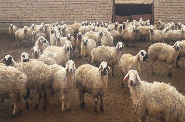 بنیاد علوی مجری طرح توسعه دامپروری سبک در چالدران