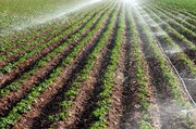 هدف‌گذاری افزایش ۱۵ درصدی تولیدات کشاورزی در خراسان جنوبی