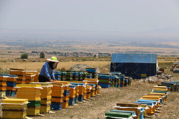 Iran: apiculture à Ardabil à l’ouest