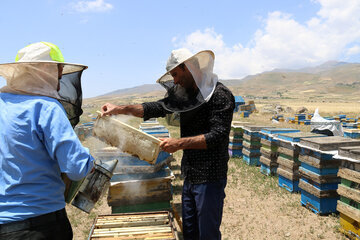 Iran: apiculture à Ardabil à l’ouest