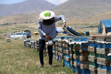 Iran: apiculture à Ardabil à l’ouest