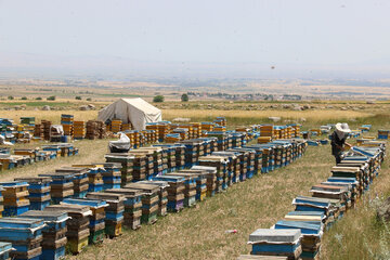 Iran: apiculture à Ardabil à l’ouest