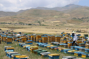 Iran: apiculture à Ardabil à l’ouest