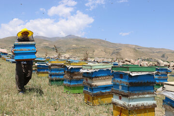 Iran: apiculture à Ardabil à l’ouest