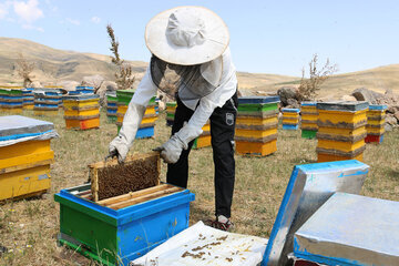 Iran: apiculture à Ardabil à l’ouest