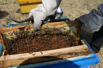 Iran: apiculture à Ardabil à l’ouest