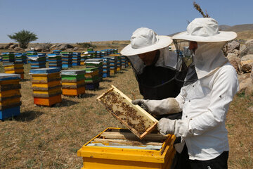 Iran: apiculture à Ardabil à l’ouest