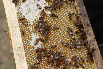 Iran: apiculture à Ardabil à l’ouest